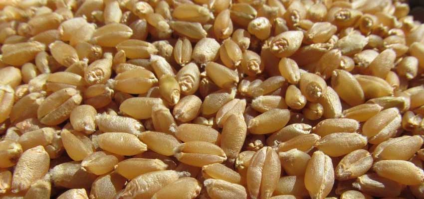 common plain wheat