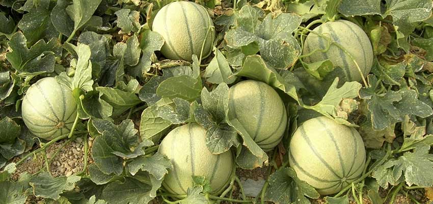 muskmelon calories nutritional value how to consume