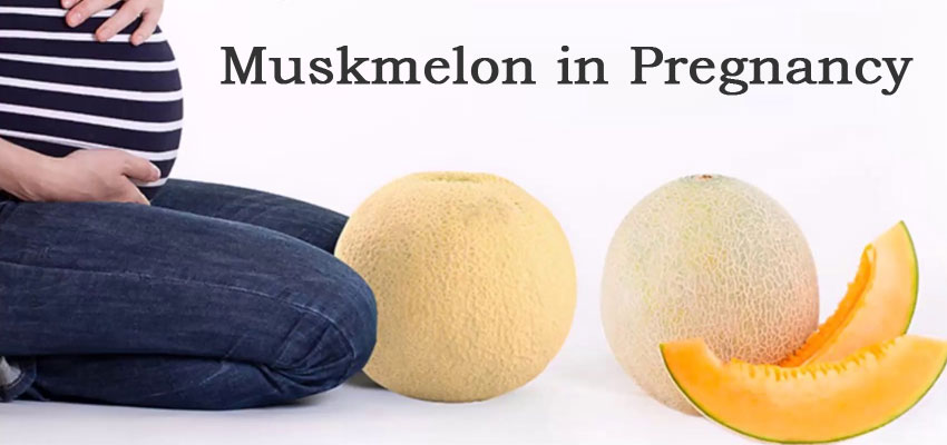 muskmelon during pregnancy