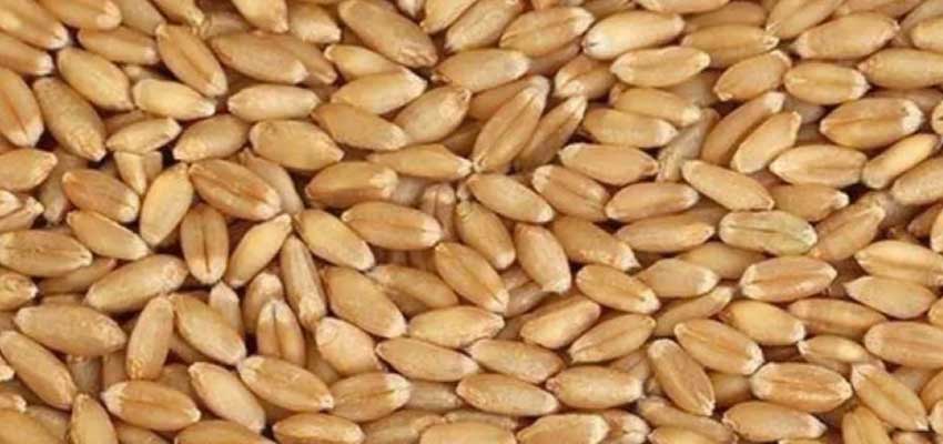 sharbati wheat
