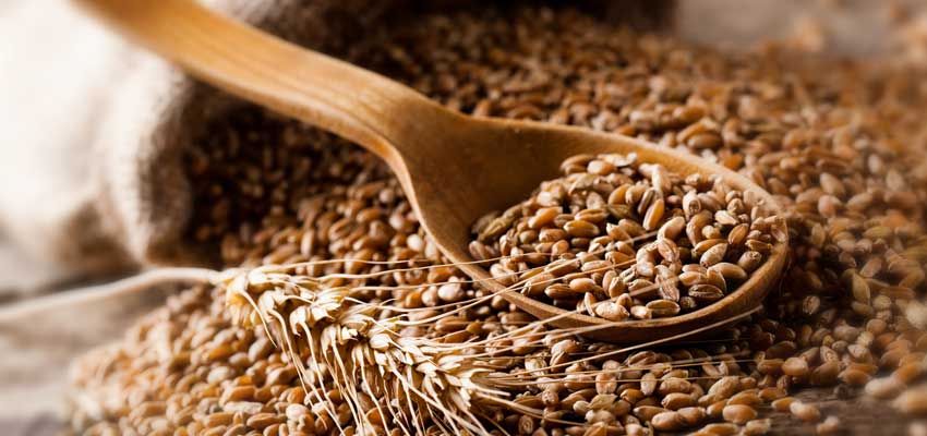 wheat types uses and benefits