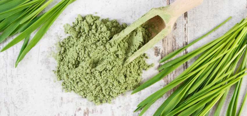 wheatgrass powder uses