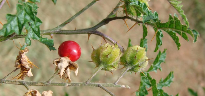 Additional tips for boosting the immune system to fight allergies