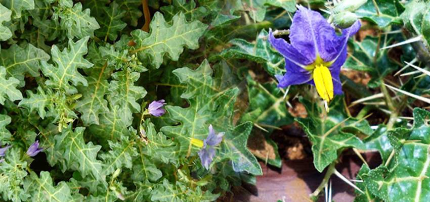 Classification of solanum xanthocarpum