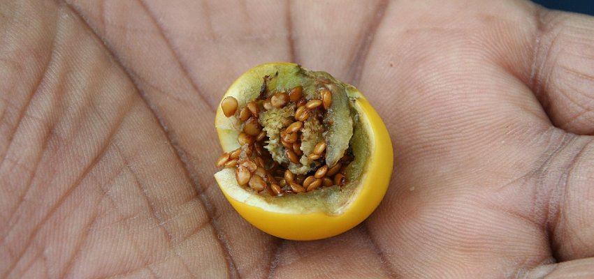 Consumption of solanum xanthocarpum
