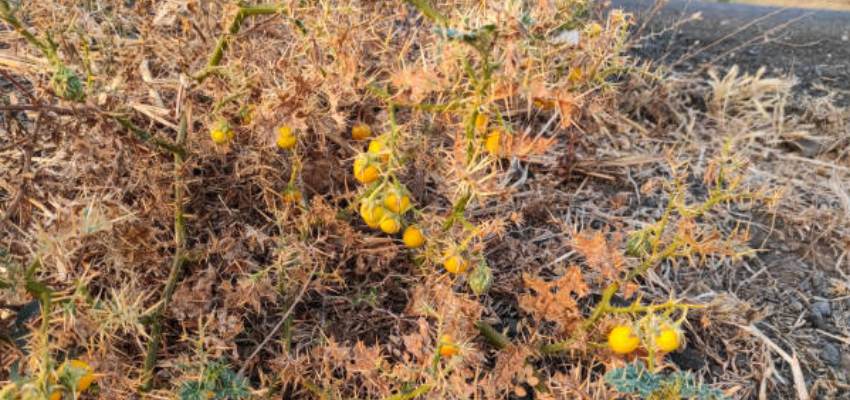 How to consume this plant as home remedies