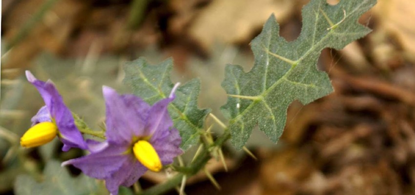 Precautions to be taken care of while consuming solanum xanthocarpum