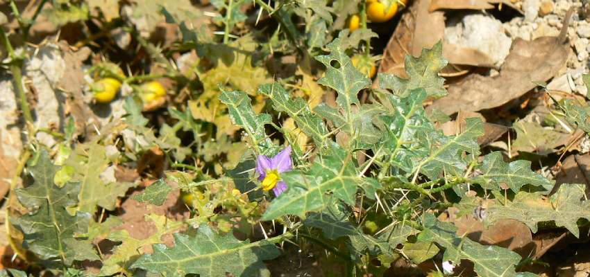 Side effects of solanum xanthocarpum