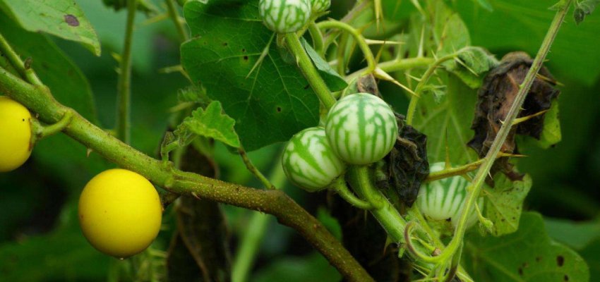Uses of Solanum xanthocarpum
