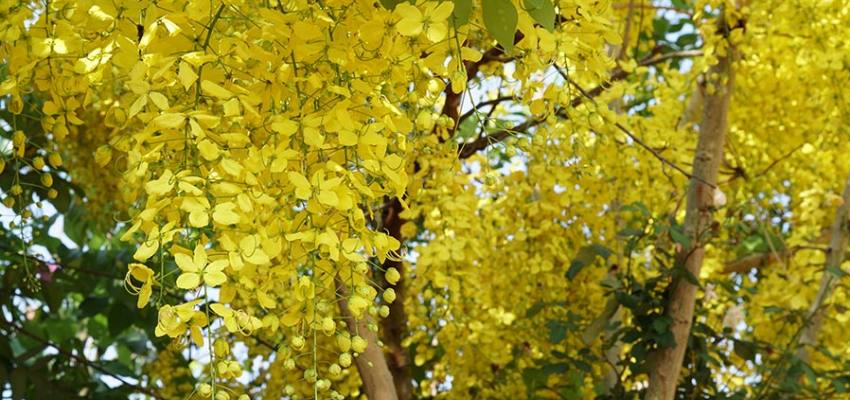 Alternative-names-of-aragvadha-plant