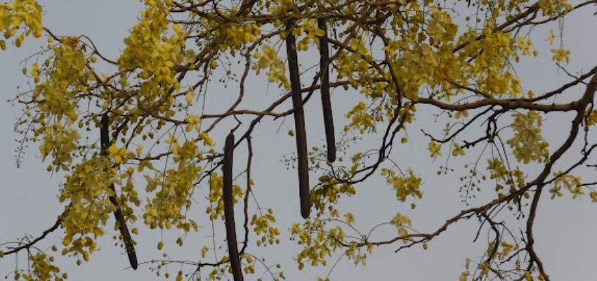 Amazing-medicinal-uses-of-aragvadha