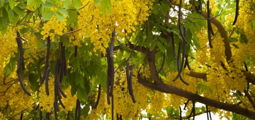 Aragvadha-plant-main-uses