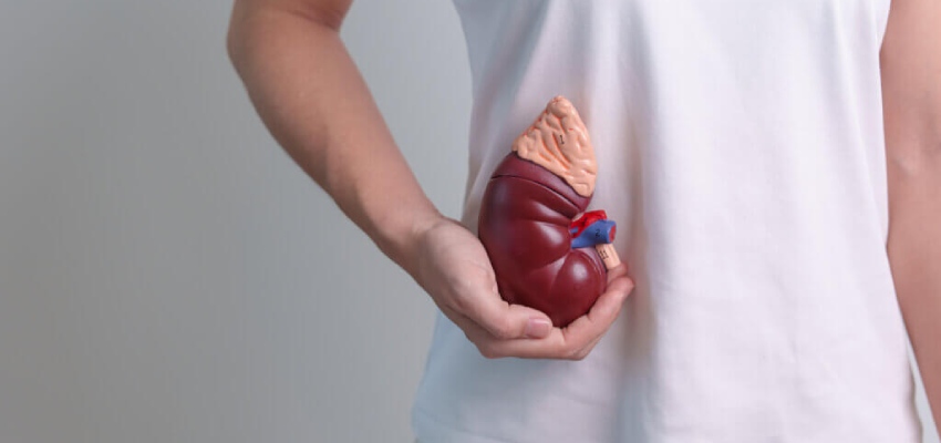 Role-of-having-healthy-kidneys-in-the-human-body