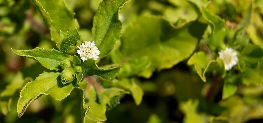 Ayurvedic-Formulations-of-Bhringraj