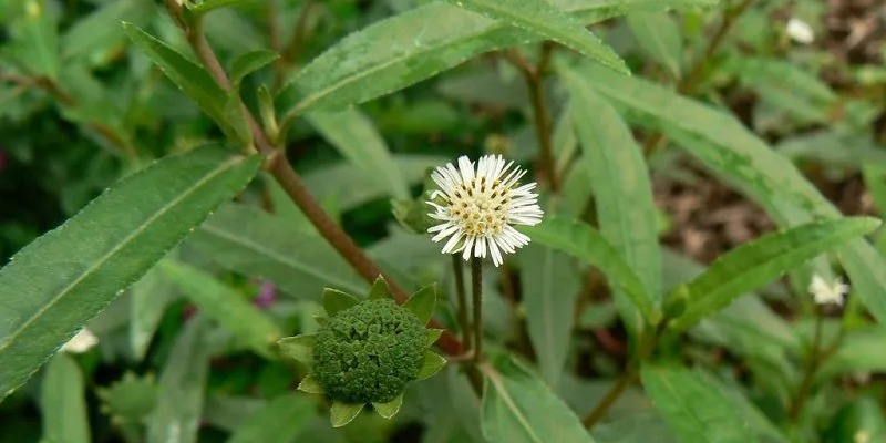 Chemical-Constituents