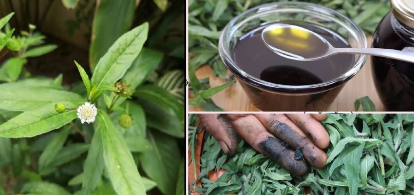 Medicinal-Uses-of-Bhringraj