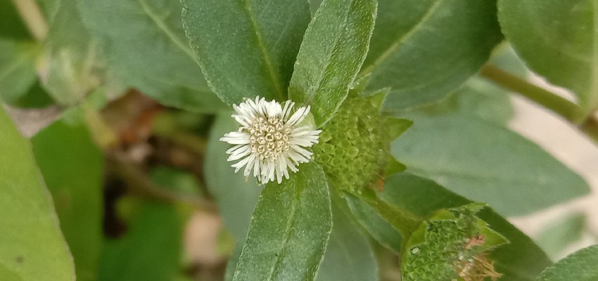 Other-Names-of-Bhringraj-Includes