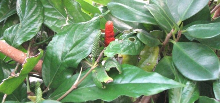 Chavya Plant - Botanical Name, Uses, Benefits and More - PlanMyMedical