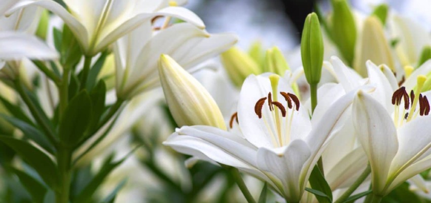 Lily Flowers ki prajatiyan