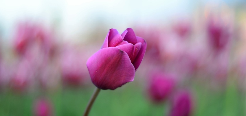 Tulip flower ke hairaan karne wale tathya