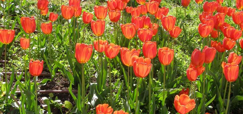 Tulip flowerko hindi me kya kaha jata hai