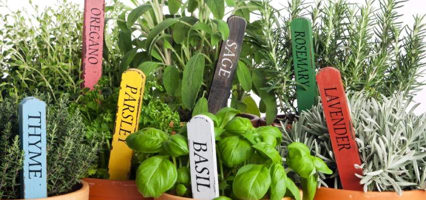 Different Uses of Garden Herbs