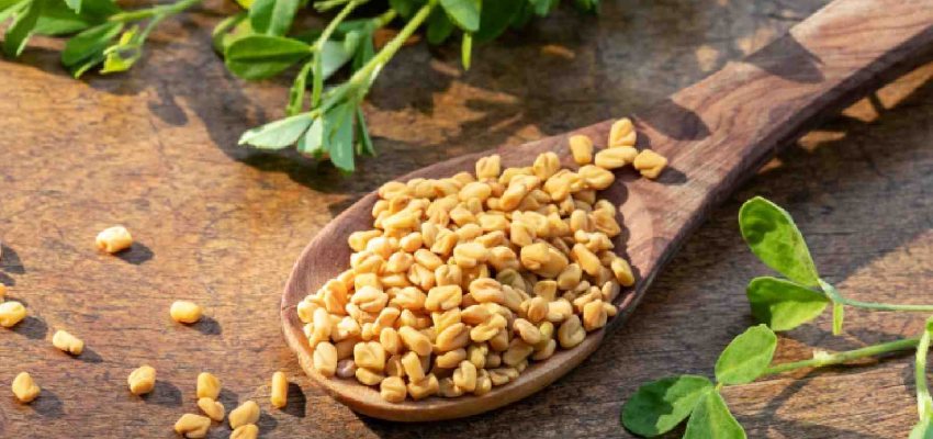 Fenugreek (Methi)