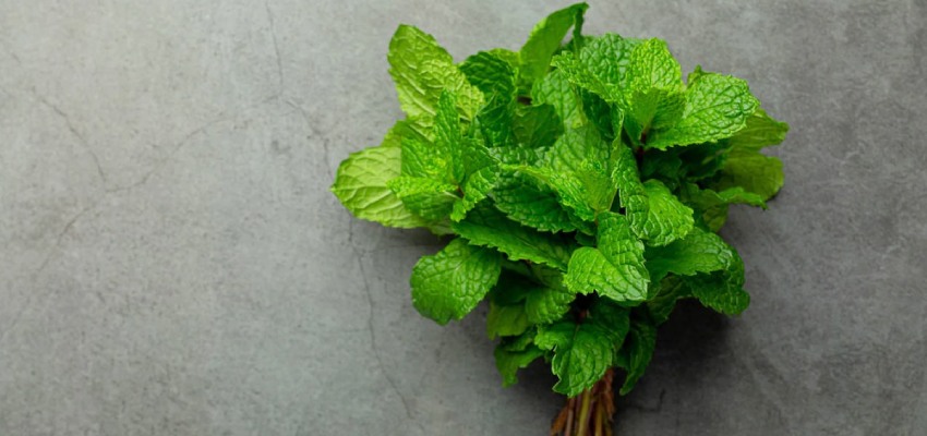 Peppermint (Pudina)