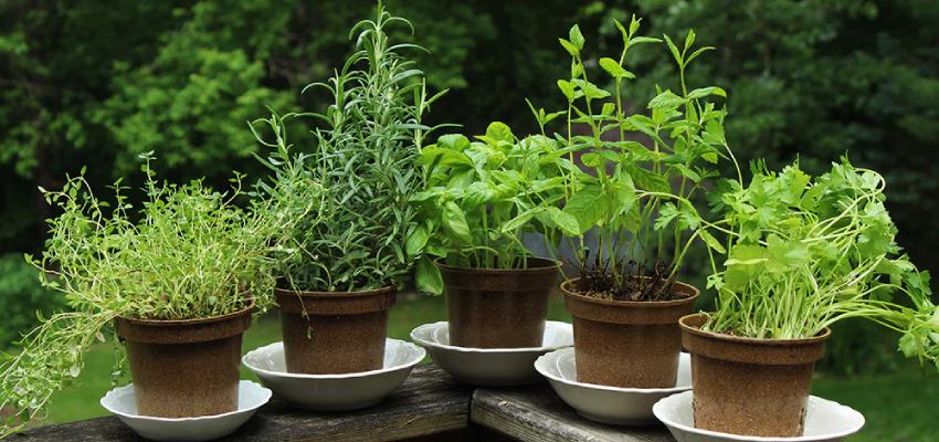 What are garden herbs