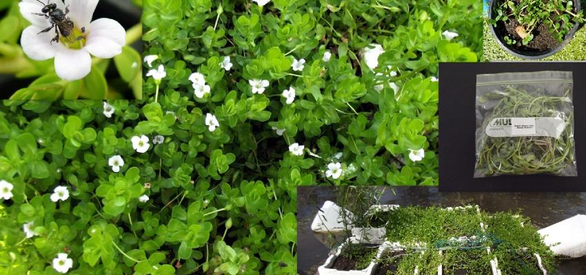 Brahmi and its other names