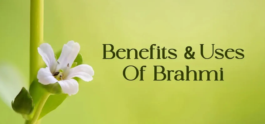 Potential uses and benefits of Brahmi