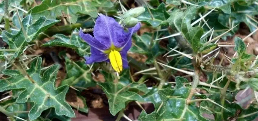 Classification of Kantakari