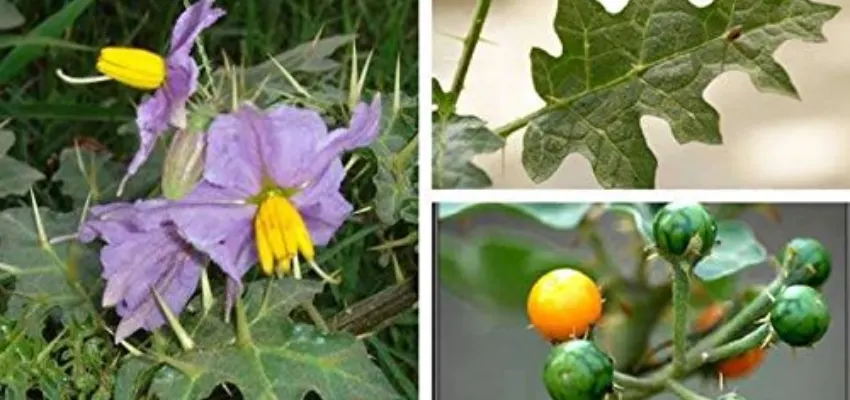 Description of kantakari herb